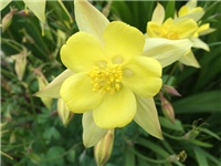 bf369055-20160520 pakujac ž.jpg